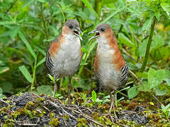 Rufous-sided Crake