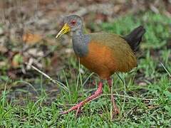 Grey-cowled Wood Rail