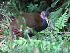 Slaty-breasted Wood Rail