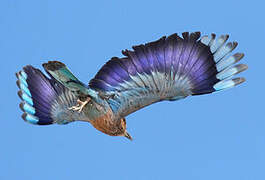 Indian Roller