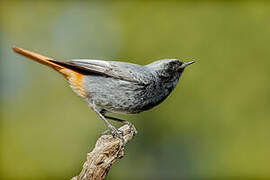 Black Redstart