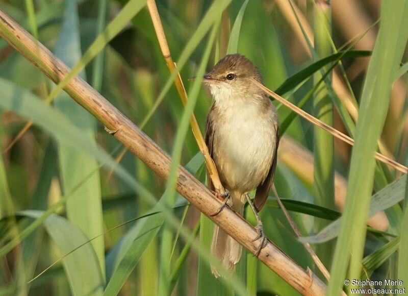 Clamorous Reed Warbler