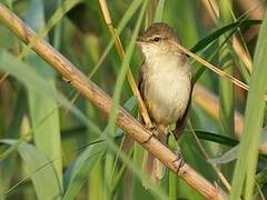 Clamorous Reed Warbler