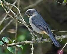 Thick-billed Saltator