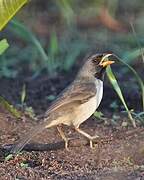 Black-throated Saltator