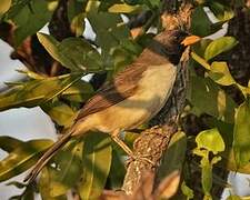 Black-throated Saltator