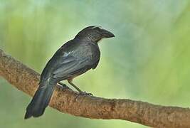 Bluish-grey Saltator