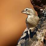 Serin à gorge blanche