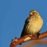 Serin à gorge noire