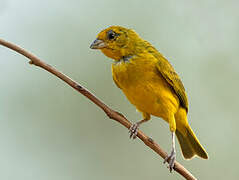 Saffron Finch