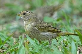 Saffron Finch