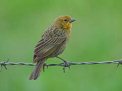 Grassland Yellow Finch