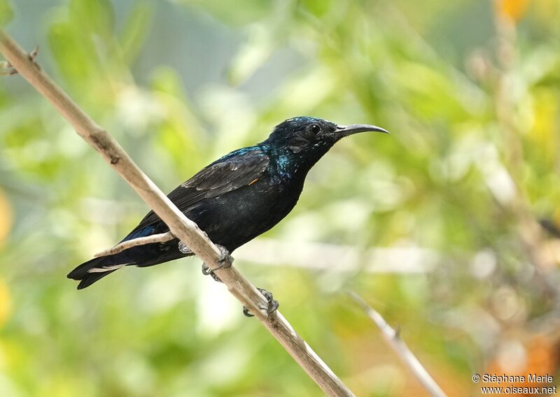 Purple Sunbird male adult