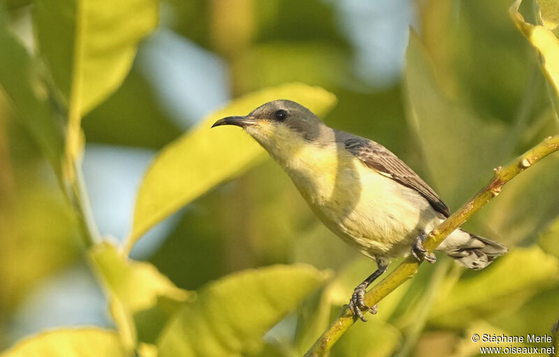 Purple Sunbird female adult