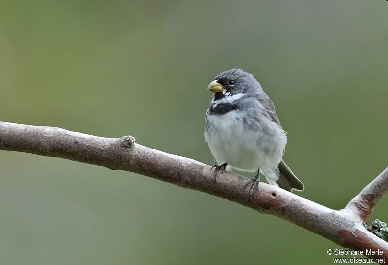 Double-collared Seedeater male adult