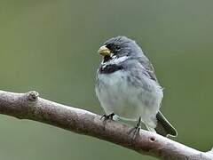 Double-collared Seedeater