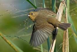 Double-collared Seedeater