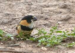 Rusty-collared Seedeater