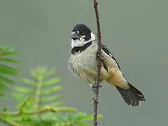 Rusty-collared Seedeater