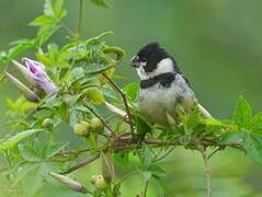 Rusty-collared Seedeater