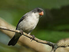 White-bellied Seedeater