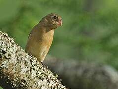 White-bellied Seedeater