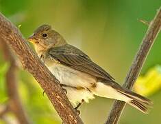 Lined Seedeater