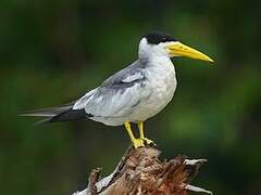 Large-billed Tern