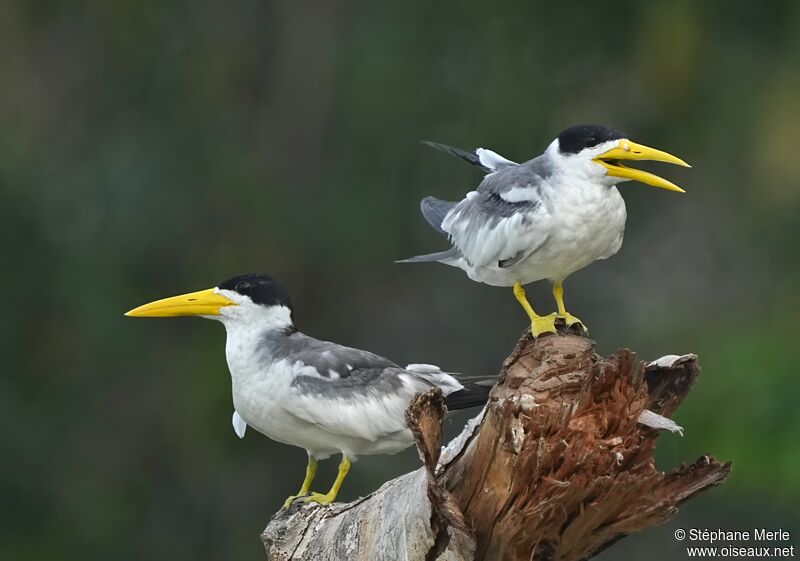 Large-billed Tern