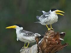 Large-billed Tern