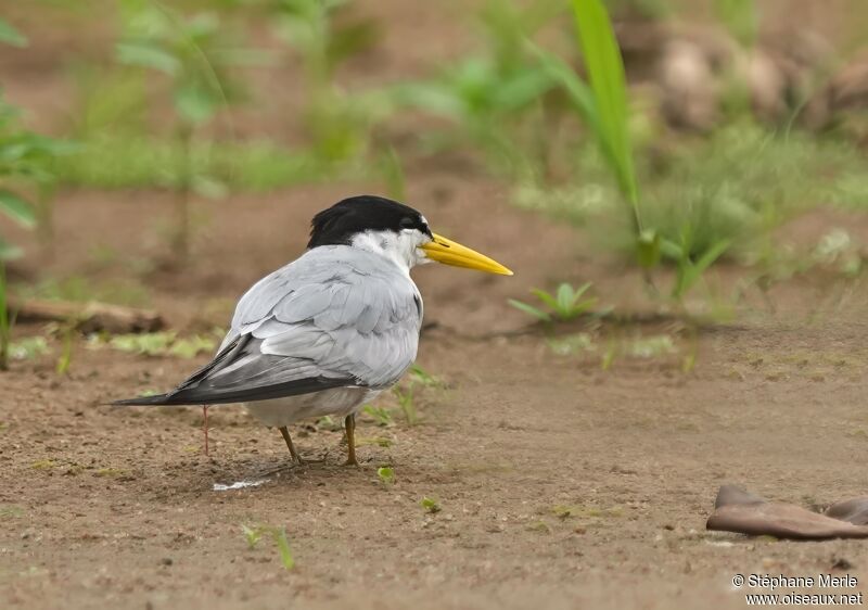 Yellow-billed Ternadult