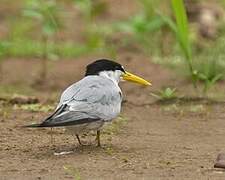 Yellow-billed Tern