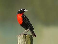 White-browed Meadowlark