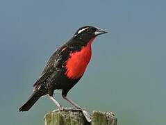 White-browed Meadowlark