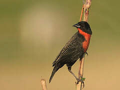 Red-breasted Meadowlark