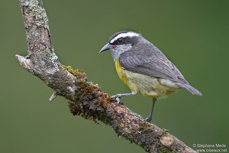 Bananaquitadult