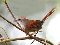 Rufous-capped Spinetail