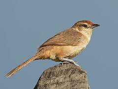 Rufous-fronted Thornbird