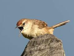 Rufous-fronted Thornbird