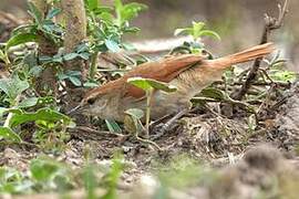 Yellow-chinned Spinetail