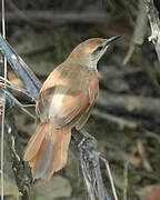 Yellow-chinned Spinetail