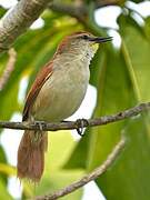 Yellow-chinned Spinetail