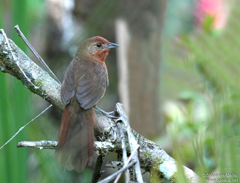 Orange-breasted Thornbirdadult