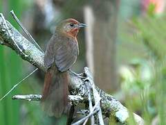 Orange-breasted Thornbird