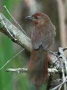 Orange-breasted Thornbird