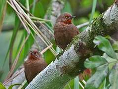 Orange-eyed Thornbird