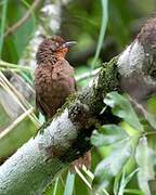 Orange-eyed Thornbird