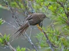 Itatiaia Spinetail