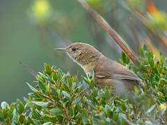 Itatiaia Spinetail