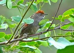 Spix's Spinetail